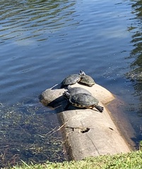 Trachemys scripta scripta