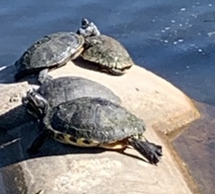 Trachemys scripta scripta