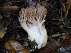 Ramaria violaceibrunnea