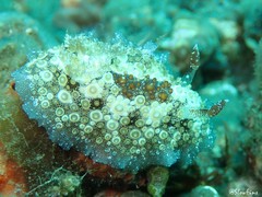 Carminodoris estrelyado