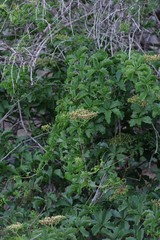 Cyphostemma quinatum