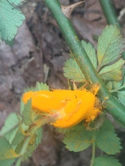 Phragmidium mucronatum