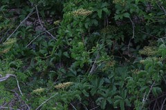 Cyphostemma quinatum