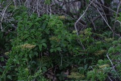 Cyphostemma quinatum