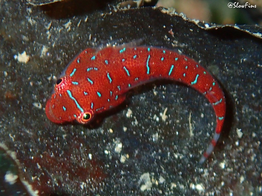 Eastern Cleaner Clingfish