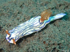Hypselodoris zephyra