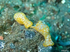 Lamprohaminoea evelinae