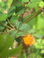 Phragmidium mucronatum