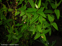 Aristeguietia glutinosa