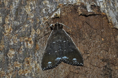 Erebidae