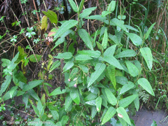 Aristeguietia glutinosa