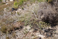 Phylica pubescens