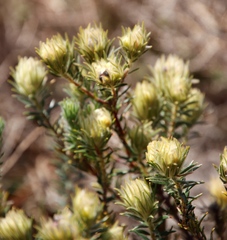 Phylica pubescens