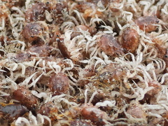 Pseudocorystes sicarius