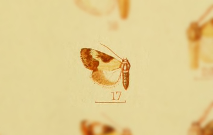 Casminola chionobasis