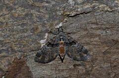 Lepidoptera