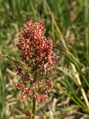Rumex paucifolius