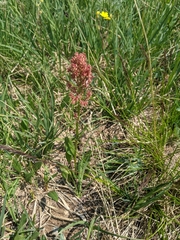 Rumex paucifolius