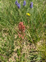 Rumex paucifolius