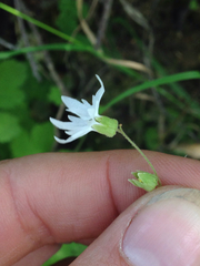 Lithophragma