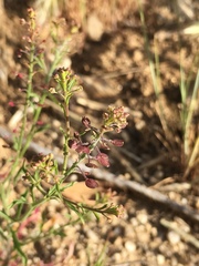 Lepidium nitidum