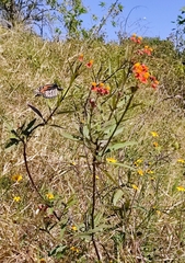 Danaus plexippus plexippus