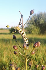 Cucullia scrophulariae