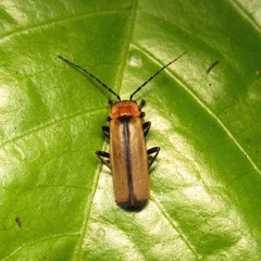 Discodon cinctum