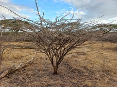 Acacia stuhlmannii image