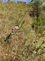 Danaus plexippus plexippus