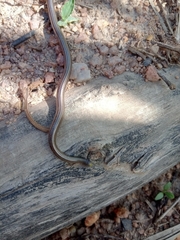 Epictia borapeliotes