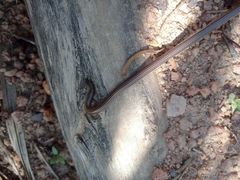Epictia borapeliotes
