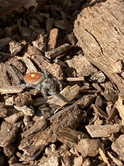 Phidippus adumbratus