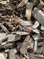 Phidippus adumbratus