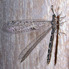 Neuroleon egenus