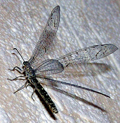Neuroleon egenus