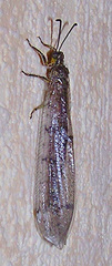 Neuroleon egenus