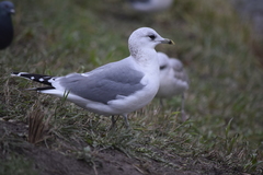 Larus canus