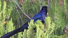 Quiscalus mexicanus
