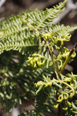 Eriophyes quadrifidus