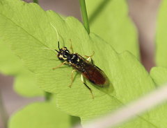Onycholyda luteicornis