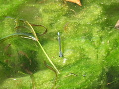 Acanthagrion lancea