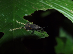 Cactophagus ornatus