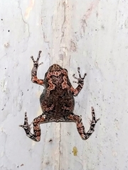 Uperodon taprobanicus