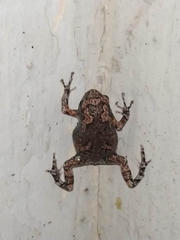 Uperodon taprobanicus