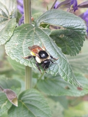 Bombus weisi