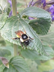 Bombus weisi