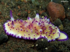 Mexichromis multituberculata