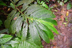 Columnea medicinalis