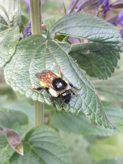 Bombus weisi